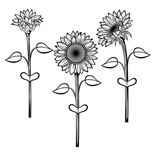 Sunflower Stock Illustration - Download Image Now - Sunflower, Vector, Black  And White - iStock