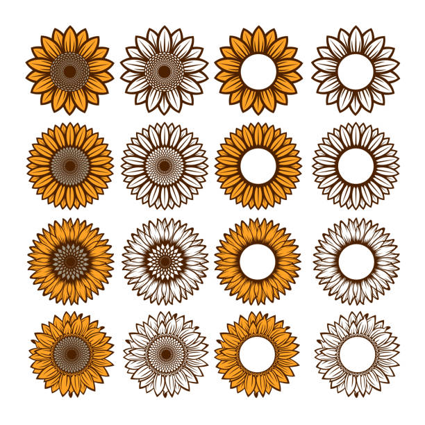 Sunflower vector art illustration