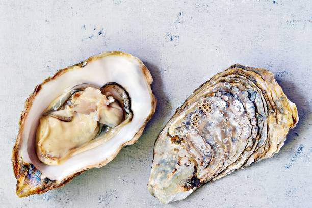 istock Mediterranean oysters on a light background. Sea delicacy. 1225828255