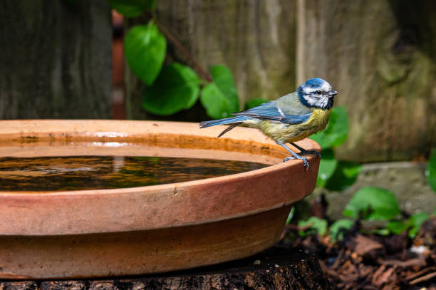 euraziatische blauwe mezen, cyanistes caeruleus, neergestreken aan de zijkant van een vogelbad - bird water bath garden stockfoto's en -beelden