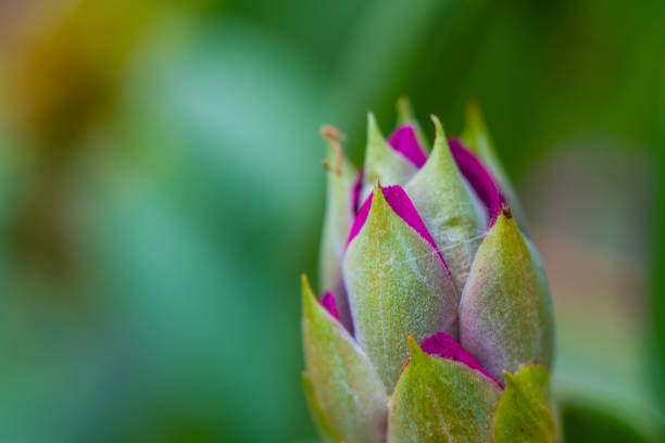 Rhododendron  (Ericales) in colorful purple slowly unfolds its bloom direction summer