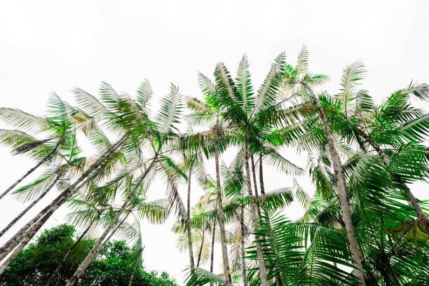 Looking up natural pattern of acai palm treetops Euterpe oleracea