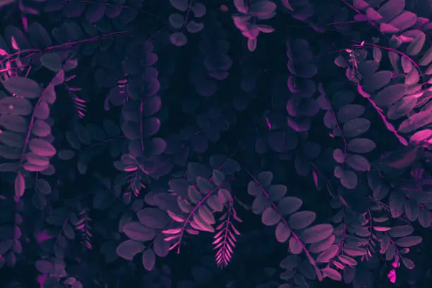 Photo of Purple nature leaves background