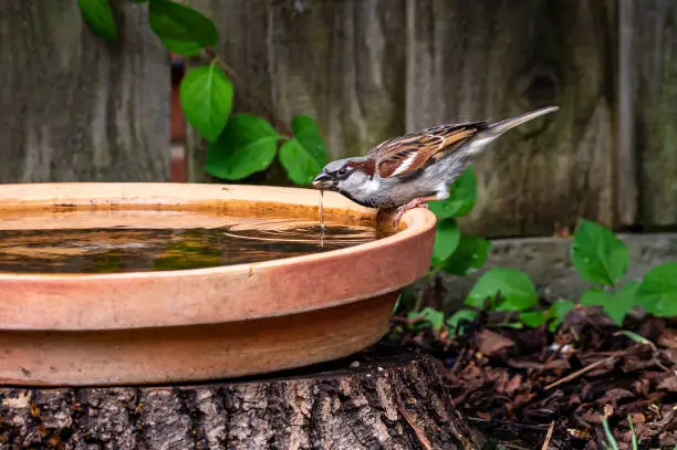 Photo of Male house sparrow, Passer domesticus, perched by the side of a bird bath drinking water