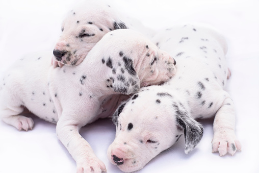 Three puppy dogs of the Dalmata breed on white background. Precious animals.