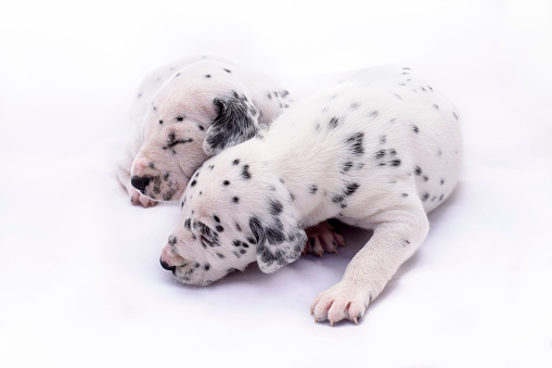Two puppy dogs of the Dalmata breed on white background. Precious animals.