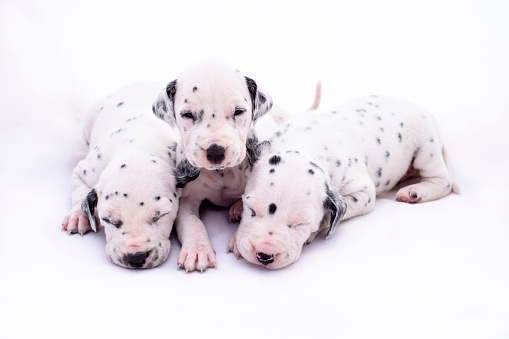 Three puppy dogs of the Dalmata breed on white background. Precious animals.