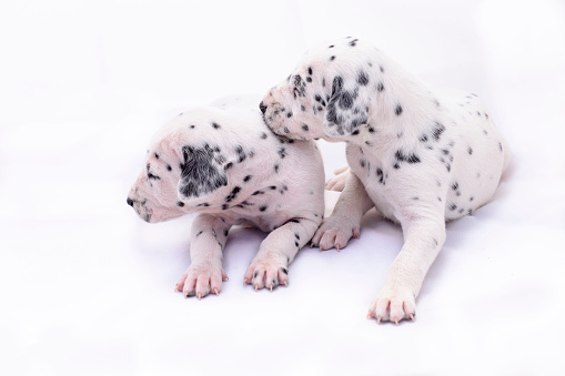 Two puppy dogs of the Dalmata breed on white background. Precious animals.