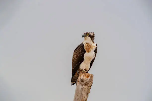 Photo of Western Osprey, also in the natural habitat (Pandion haliaetus)