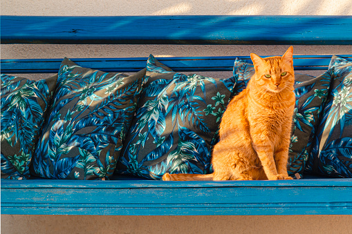 Photo of a ginger cat sitting on a wooden blue bench.