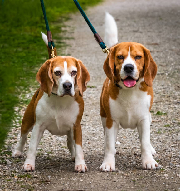 istock Two beagles on a walk in park 1225831895
