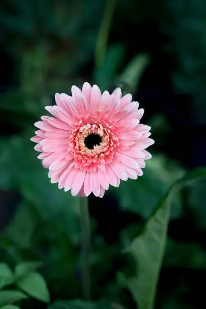 Colorful pink chrysanthemum flower.pink flower,center focus