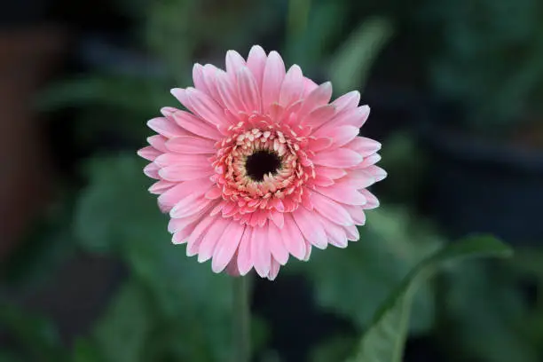 Colorful pink chrysanthemum flower.pink flower,center focus