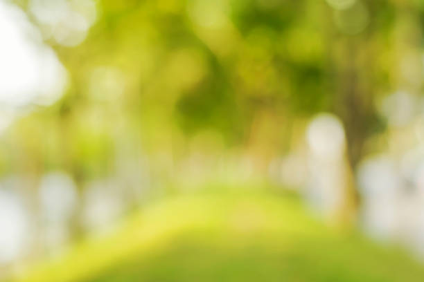 istock Blurred Photo Natural bokeh background from sunlight and beautiful leaves. 1225833347