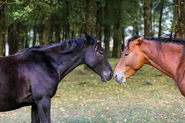 istock black and brown horse 1225834308