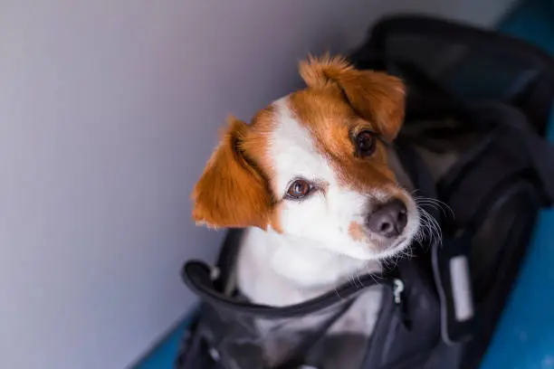 Photo of cute small dog in his travel cage ready to get on board the airplane at the airport. Pet in cabin. Traveling with dogs concept