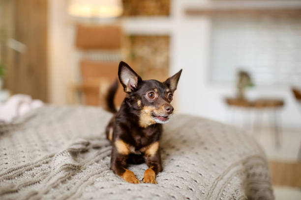 istock dog toyTerrier on the bed 1225834467