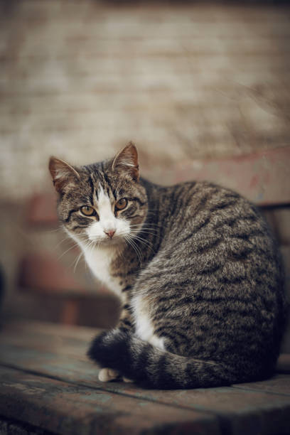 istock A street tabby cat is sitting on a bench. 1225834991