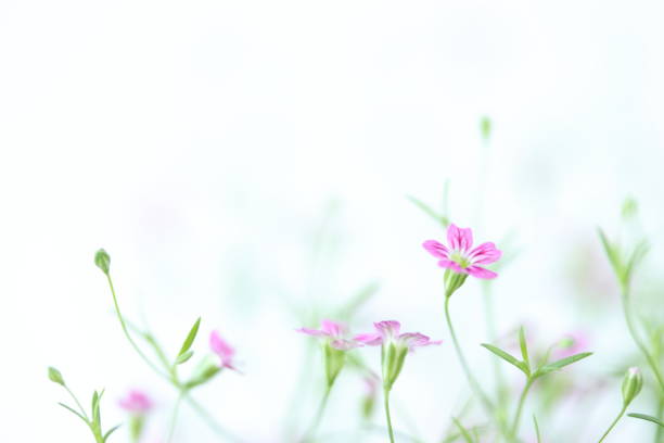 background of Pink gypsophila