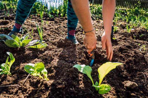 istock Gardening young plant into bed 1225836665