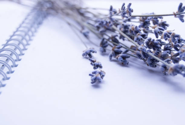 Romantic blue bunch of lavender on an open blank Notepad, low depth of field stock photo