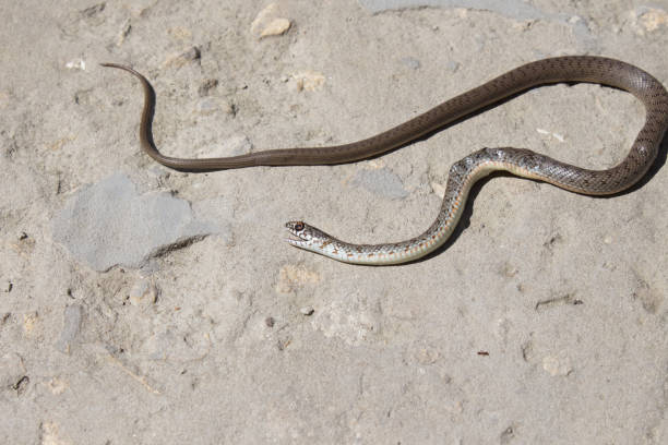 istock Snake with open jaws krupnom plan looks at camera and crawls. Viper and in the courtyard, the concept of catching snakes 1225837064