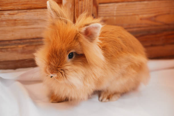 istock Portrait of an easter bunny rabbit 1225837999