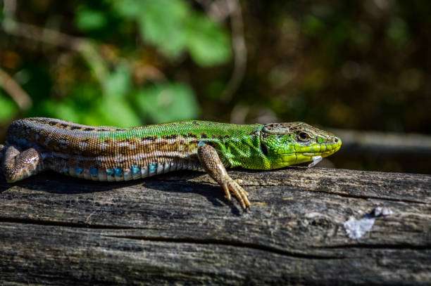 istock Green lizard on a wooden trunk close up (Lacerta viridis) 1225838256