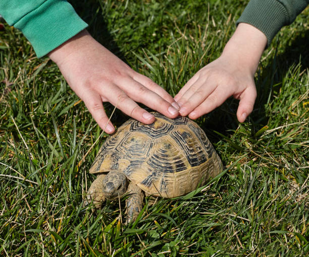 istock two hands on a turtle. kids and pets. 1225838818
