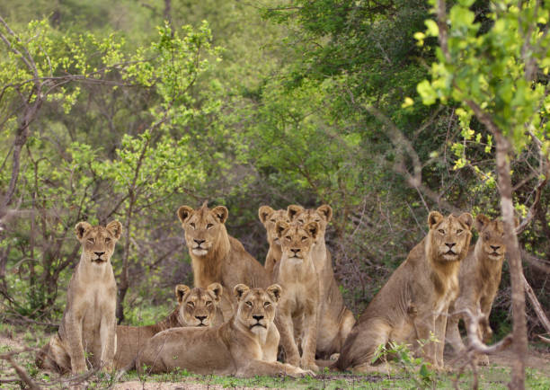 verticale de famille de lion - lion africa safari south africa photos et images de collection