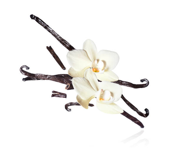 istock Dried vanilla sticks with flowers closeup, isolated on a white background 1225840555