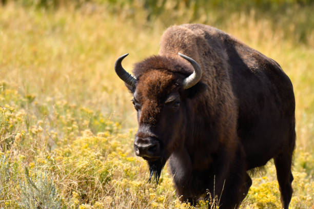 istock Portrait of a Buffalo 1225840672