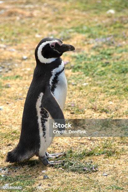 Porträt Eines Magellanschen Pinguins Stockfoto und mehr Bilder von Chile - Chile, Flugunfähiger Vogel, Fotografie