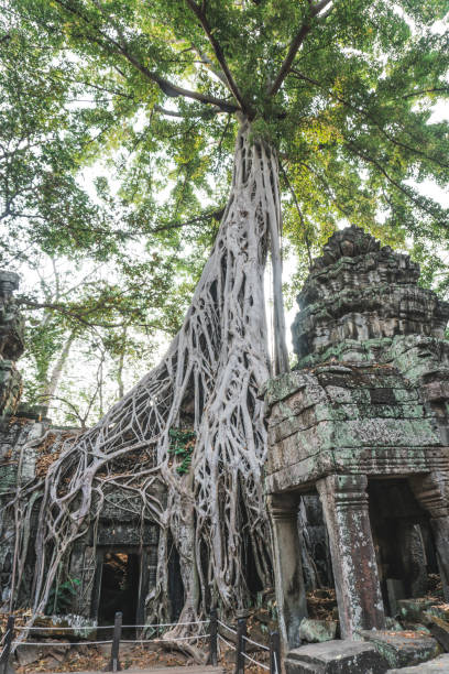 istock Huge Banyan Tree Ancient Angkor Wat Ruins Panorama Sunrise Asia 1225840798