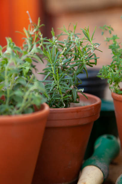 istock A close up on a rosemary plant 1225842138
