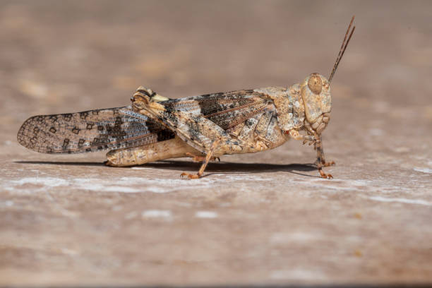 A detailed photo of grasshopper on a white wall.