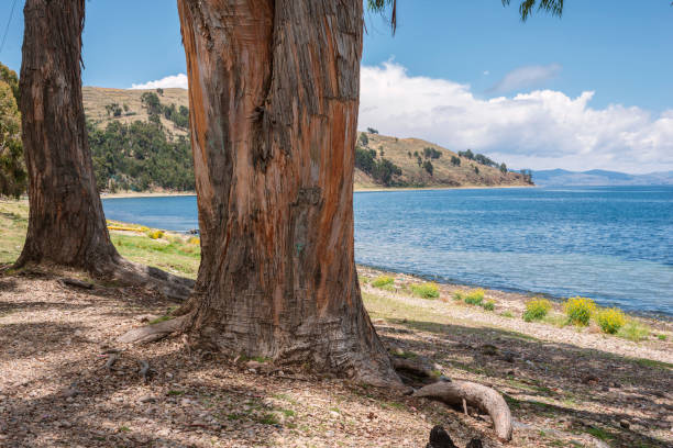 istock trees near Lake Titicaca 1225842812