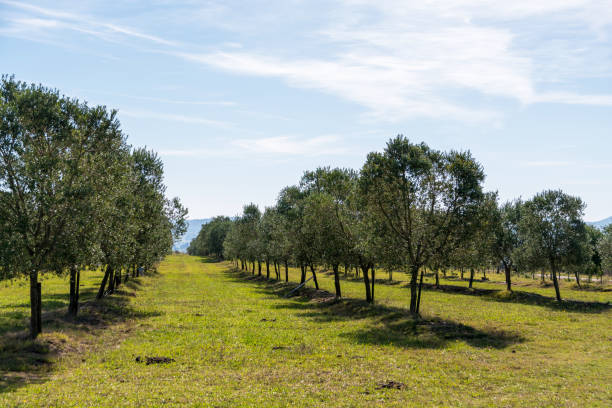 istock beautiful olive plantations in the mountains 1225845250
