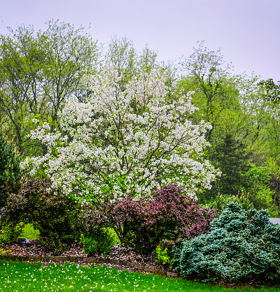 Blooming dogwoods tree and bushes growing in front yard of Midwestern suburb during rain; fallen white petals on the lawn; Midwestern landscaping
