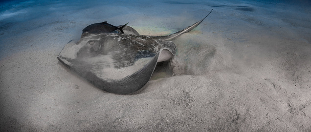Banjo shark or guitarfish, also called Fiddler Ray swimming along sandy ocean floor in clear blue water