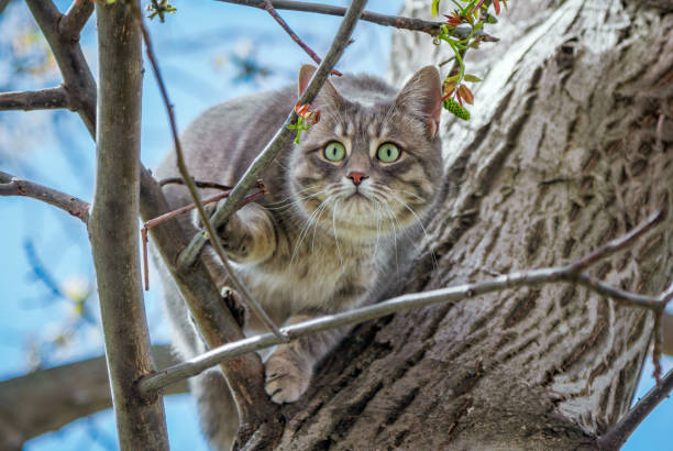 Cute gray cat with green eyes and pink nose, sitting on a tree branch, bird hunting