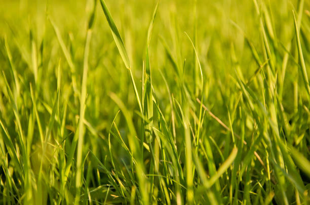 istock Blurred green grass in golden rays of the sunlight 1225846930