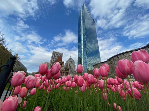 Spring Tulips Blooming in front of the John Hancock Tower in Boston Massachusetts.