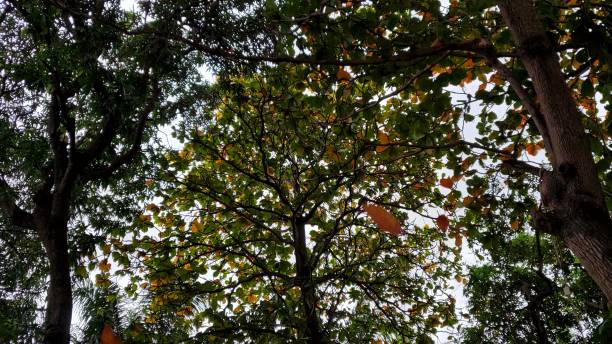 листья падают и деревья покачиваясь на ветру - autumn leaf falling wind стоковые фото и изображения