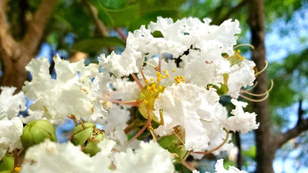 istock Close up of a White Flower 1225848362