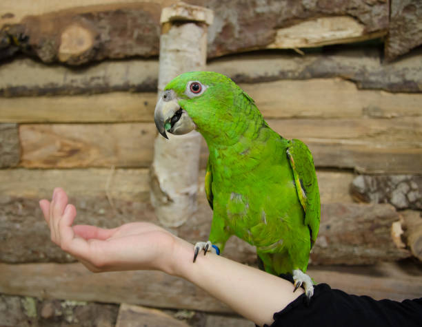 simpatico pappagallo amazzonio verde brillante seduto su una mano umana - parrot young animal human hand cute foto e immagini stock