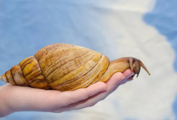 Giant African snail on a human hand (against a bright blue background)