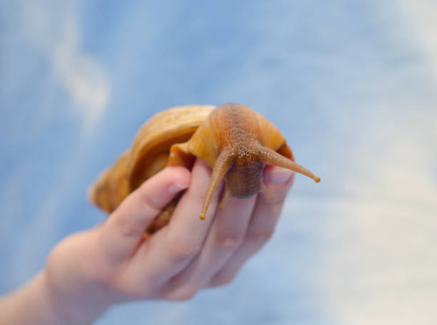 istock Giant African snail 1225849750