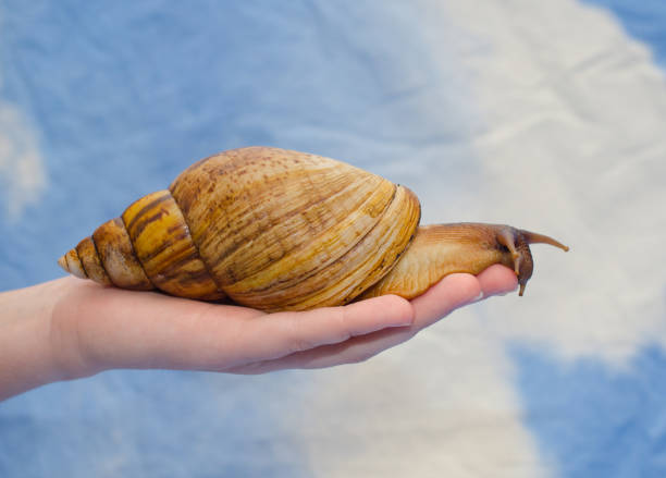istock Giant African snail on a human hand 1225849751