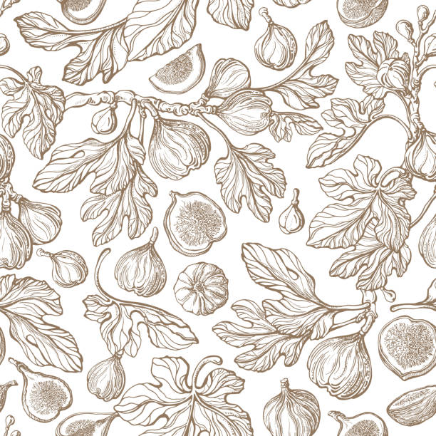 Fig seamless pattern Vector antiquity garden Print Figs seamless pattern. Vector antiquity garden, vintage tree, fruit, texture leaf. Art hand drawn illustration on white background. Botanical texture sketch fruit. Organic harvest. Graphic old print fig tree stock illustrations